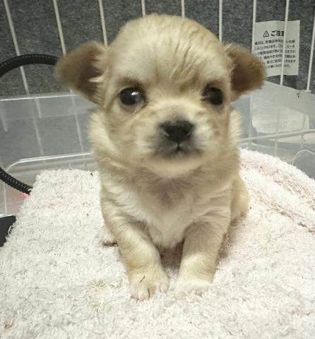 チワワ(ロングコート)