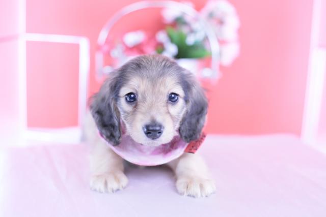 ミニチュアダックスフンド ロング