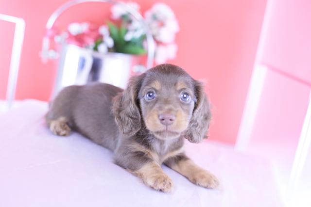 カニヘンダックスフンド　ロング