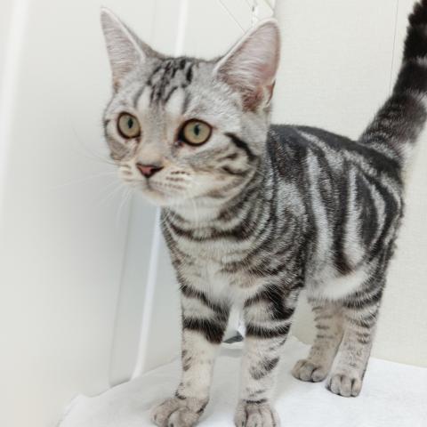 アメリカンショートヘアー