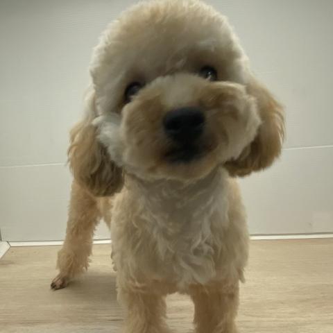 トイプードル