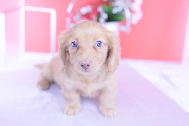 カニヘンダックスフンド　ロング