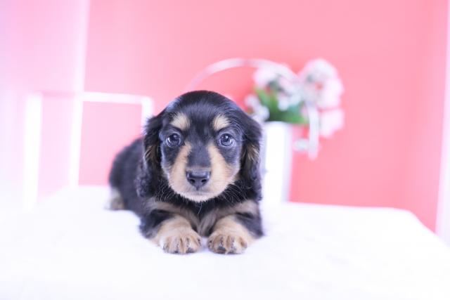 カニヘンダックスフンド ロング