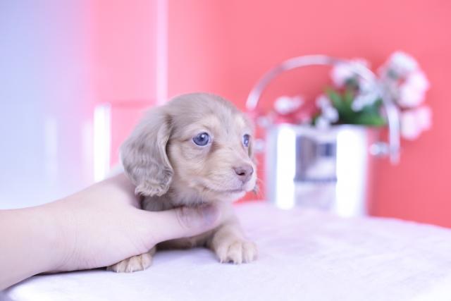 カニヘンダックスフンド　ロング