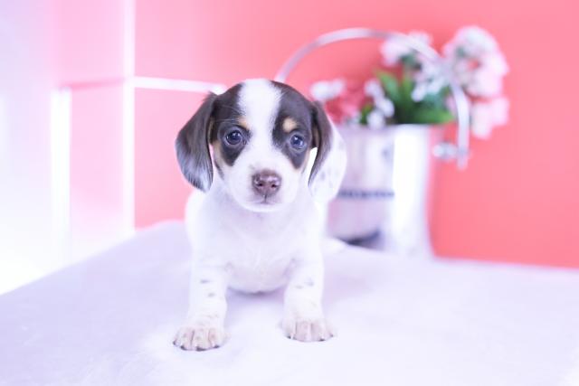 ミニチュアダックスフンド　スムース