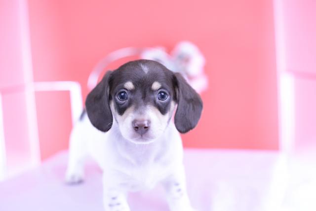 ミニチュアダックスフンド スムース