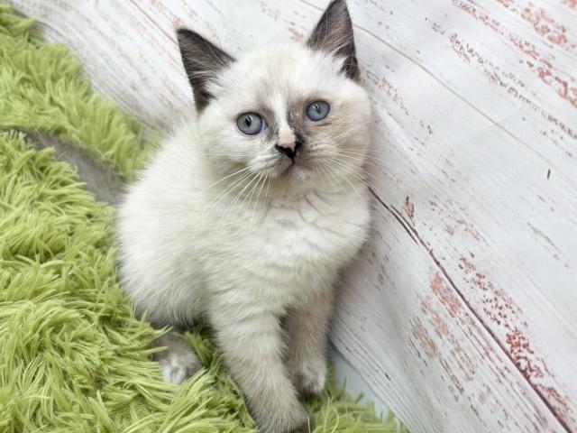 ブリティッシュショートヘア