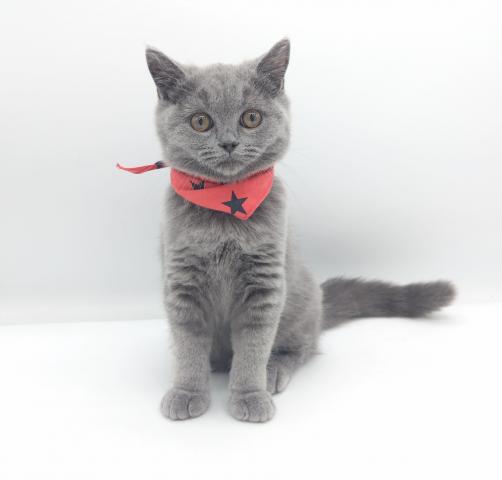 ブリティッシュショートヘア