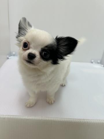 チワワ(ロングコート)