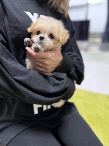 MIX🌺Plum chan🌺マルプー