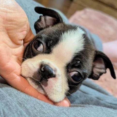 ボストンテリア