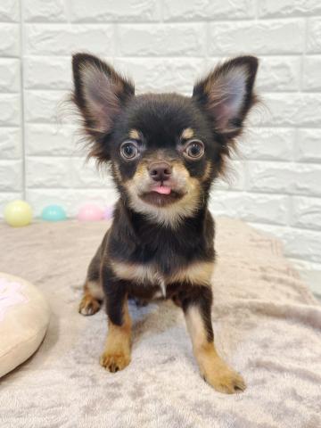 チワワ(ロングコート)