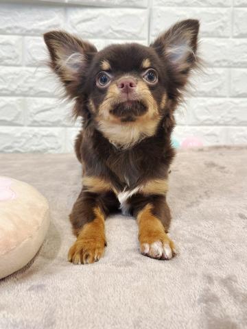 チワワ（ロングコート）