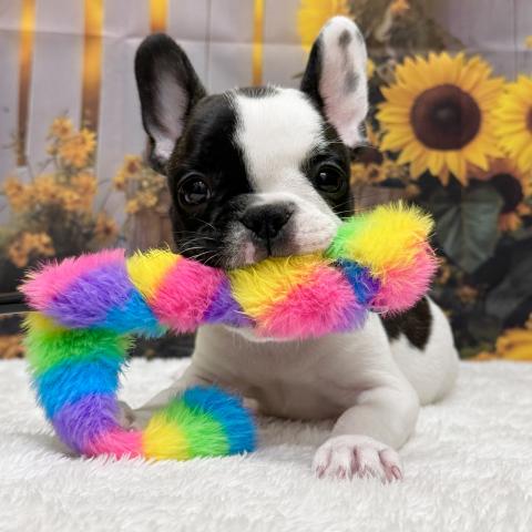 ビバペッツ　大阪ドームシティ店