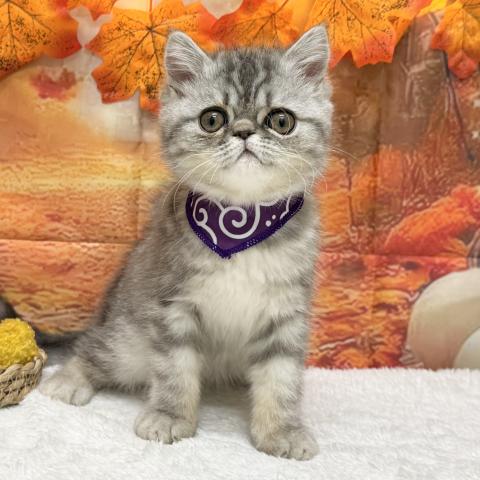 エキゾチックショートヘアー