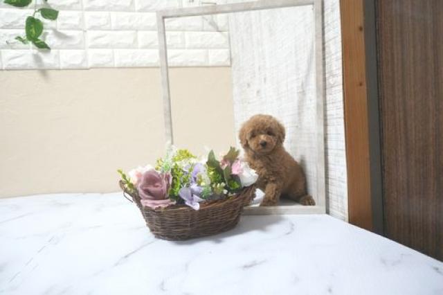 トイプードル5802