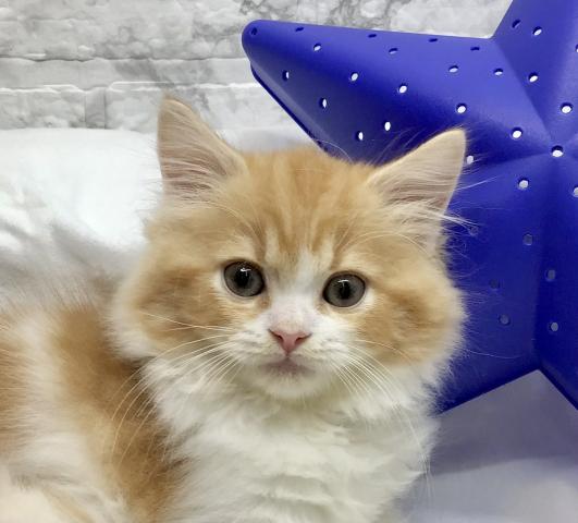 スコティッシュフォールド