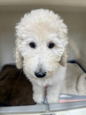 スタンダードプードル