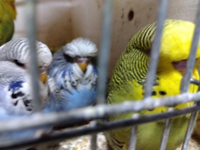 ジャンボ親ペアブライアンやマンネズやビンクスのミックスです