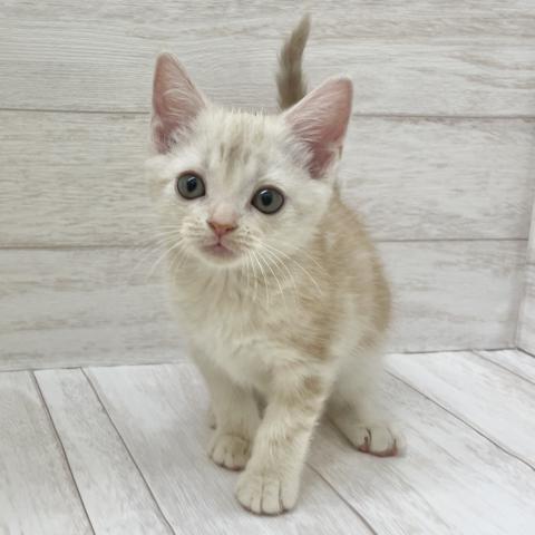 アメリカンショートヘアー