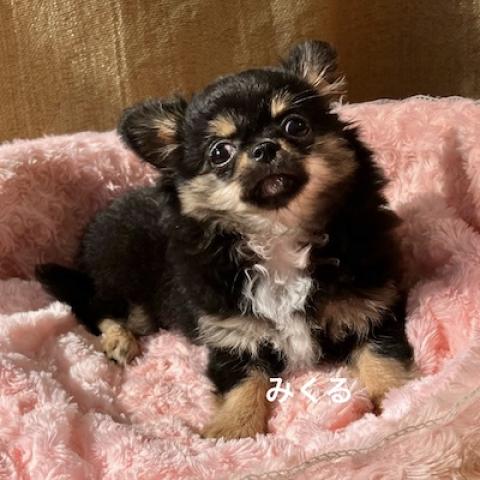 チワワ(ロングコート)