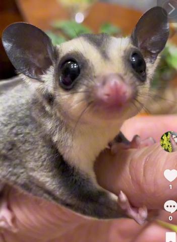 プラチナ血統ヘテロ♂