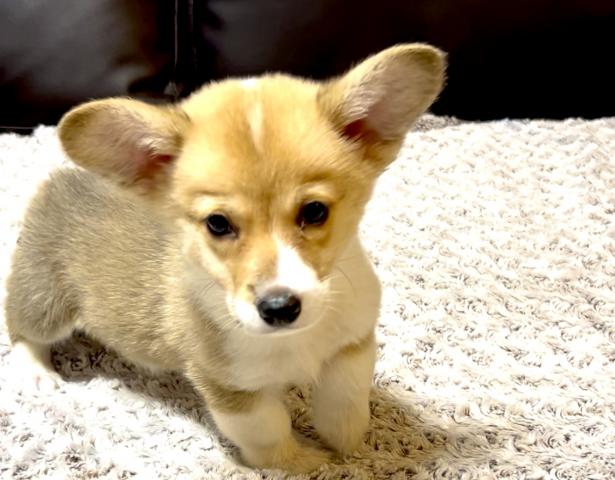 ウェルシュコーギーペンブローク