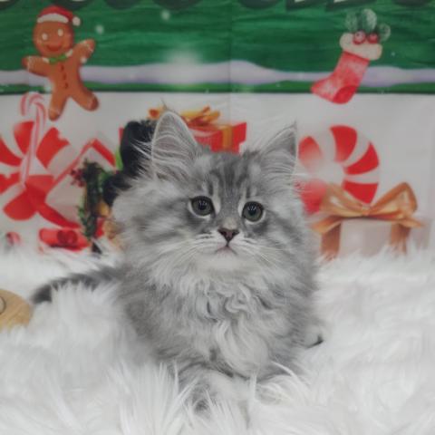 サイベリアン♡るい