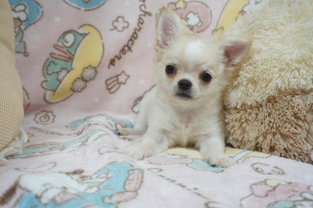 チワワ（ロングコート）