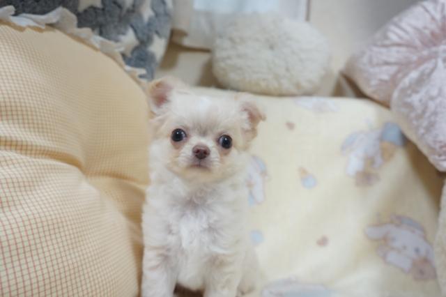 チワワ（ロングコート）