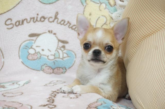 チワワ(スムースコート)