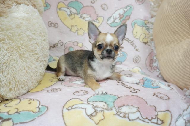 チワワ(スムースコート)