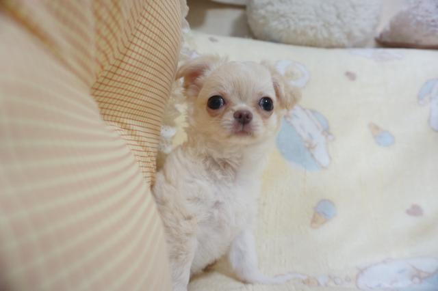 チワワ（ロングコート）