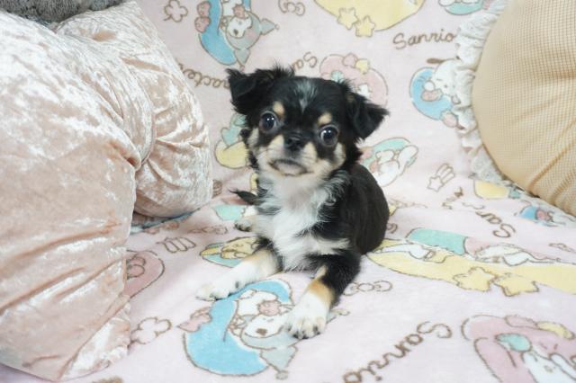 チワワ（ロングコート）