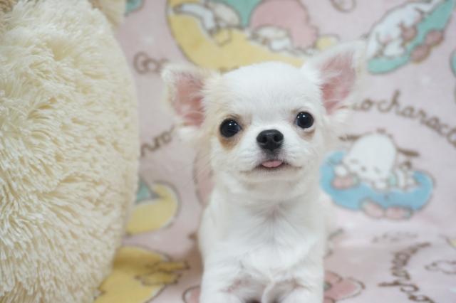 チワワ（ロングコート）