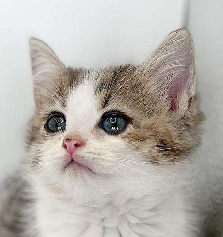 ミヌエット（旧ナポレオン）