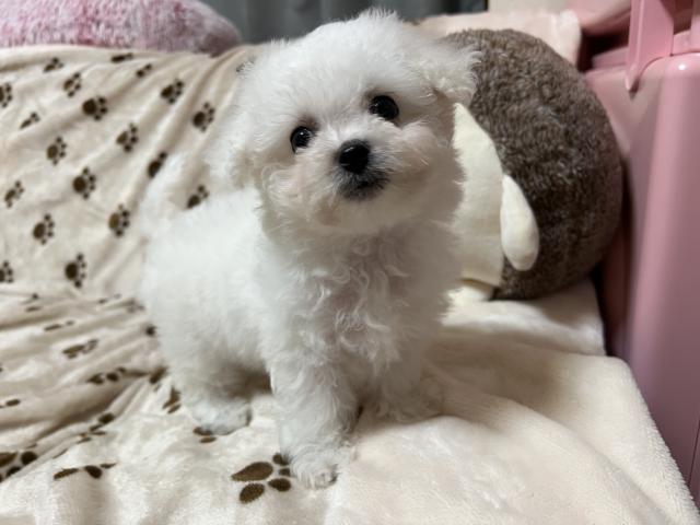 ビションフリーゼ