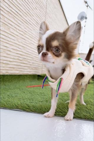 チワワ(ロングコート)