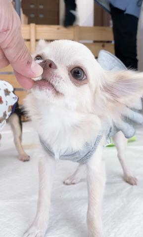 チワワ(ロングコート)