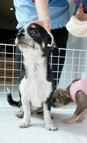 チワワ(スムースコート)