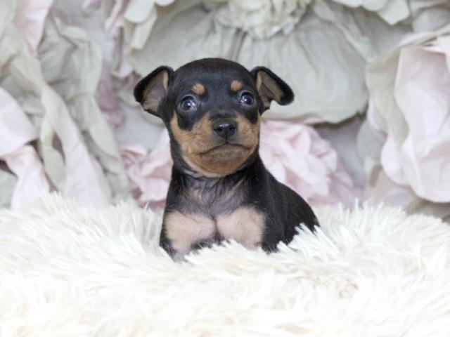 ミニチュアピンシャー