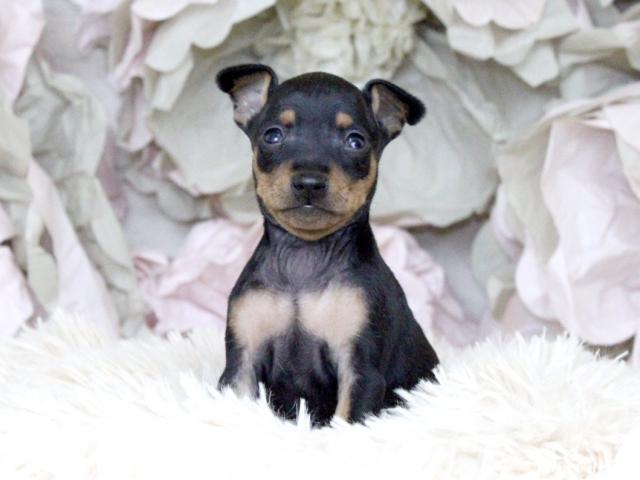 ミニチュアピンシャー