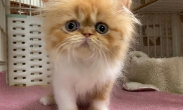 エキゾチックショートヘアー