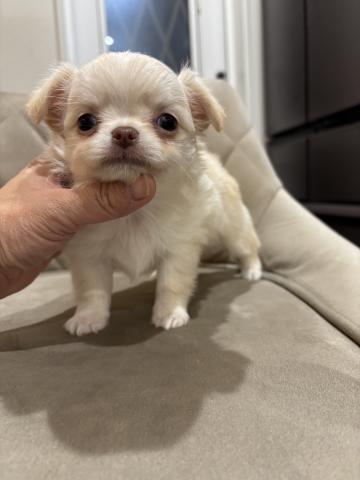 チワワ(ロングコート)