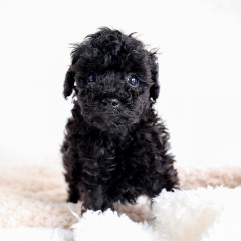 トイプードルタイニープードル