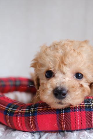 トイプードルタイニープードル