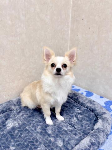 チワワ（ロングコート）