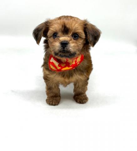 MIXチワワ（L)×Tプードル