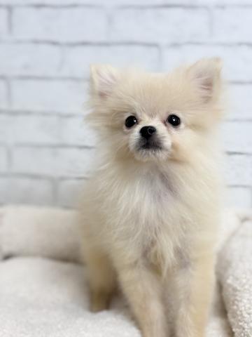 ポメラニアン3398