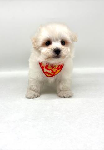 MIXマルチーズ×Tプードル